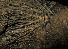 Load image into Gallery viewer, Big detailed crinoid fossil head (240 mm) <em>Pentacrinites</em>