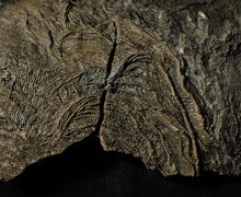 Load image into Gallery viewer, Big detailed crinoid fossil head (240 mm) <em>Pentacrinites</em>