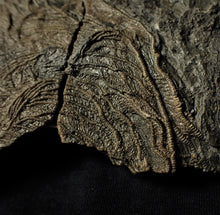 Load image into Gallery viewer, Big detailed crinoid fossil head (240 mm) <em>Pentacrinites</em>