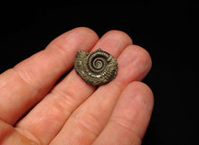 Load image into Gallery viewer, Crucilobiceras pyrite ammonite fossil (23 mm)