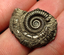 Load image into Gallery viewer, Crucilobiceras pyrite ammonite fossil (23 mm)