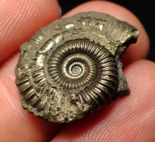 Load image into Gallery viewer, Crucilobiceras pyrite ammonite fossil (23 mm)
