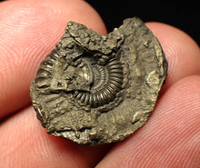 Load image into Gallery viewer, Crucilobiceras pyrite ammonite fossil (23 mm)