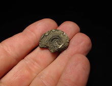 Load image into Gallery viewer, Crucilobiceras pyrite ammonite fossil (23 mm)