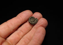 Load image into Gallery viewer, Crucilobiceras pyrite ammonite fossil (17 mm)
