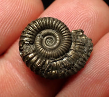 Load image into Gallery viewer, Crucilobiceras pyrite ammonite fossil (17 mm)