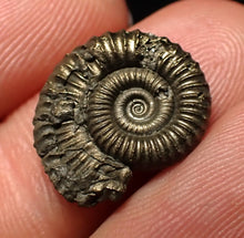 Load image into Gallery viewer, Crucilobiceras pyrite ammonite fossil (17 mm)