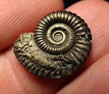 Load image into Gallery viewer, Crucilobiceras pyrite ammonite fossil (17 mm)