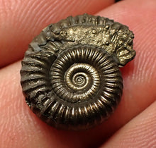 Load image into Gallery viewer, Crucilobiceras pyrite ammonite fossil (17 mm)