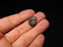 Load image into Gallery viewer, Crucilobiceras pyrite ammonite fossil (17 mm)
