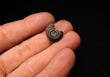 Load image into Gallery viewer, Crucilobiceras pyrite ammonite fossil (17 mm)