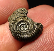 Load image into Gallery viewer, Crucilobiceras pyrite ammonite fossil (17 mm)
