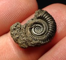 Load image into Gallery viewer, Crucilobiceras pyrite ammonite fossil (17 mm)