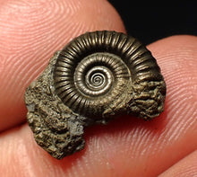 Load image into Gallery viewer, Crucilobiceras pyrite ammonite fossil (17 mm)