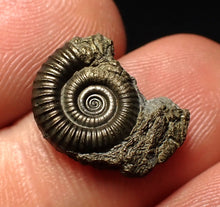 Load image into Gallery viewer, Crucilobiceras pyrite ammonite fossil (17 mm)