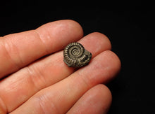 Load image into Gallery viewer, Crucilobiceras pyrite ammonite fossil (17 mm)