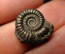 Load image into Gallery viewer, Crucilobiceras pyrite ammonite fossil (17 mm)
