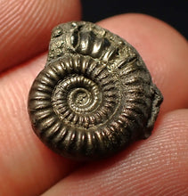 Load image into Gallery viewer, Crucilobiceras pyrite ammonite fossil (17 mm)