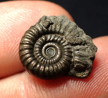 Load image into Gallery viewer, Crucilobiceras pyrite ammonite fossil (17 mm)