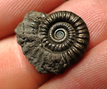 Load image into Gallery viewer, Crucilobiceras pyrite ammonite fossil (17 mm)