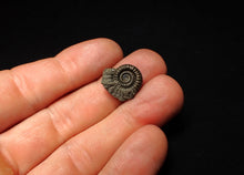 Load image into Gallery viewer, Crucilobiceras pyrite ammonite fossil (17 mm)
