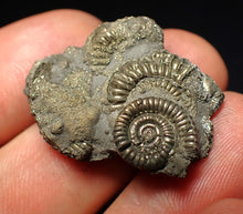 Load image into Gallery viewer, Full pyrite multi-ammonite fossil (30 mm)
