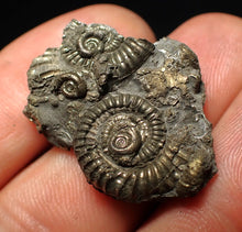 Load image into Gallery viewer, Full pyrite multi-ammonite fossil (30 mm)