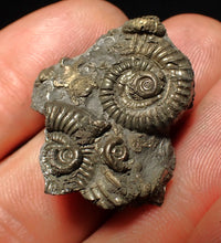Load image into Gallery viewer, Full pyrite multi-ammonite fossil (30 mm)