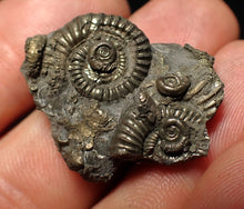 Load image into Gallery viewer, Full pyrite multi-ammonite fossil (30 mm)