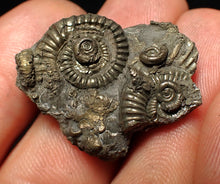 Load image into Gallery viewer, Full pyrite multi-ammonite fossil (30 mm)