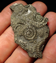 Load image into Gallery viewer, Full pyrite multi-ammonite fossil (57 mm)