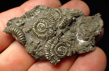 Load image into Gallery viewer, Full pyrite multi-ammonite fossil (57 mm)