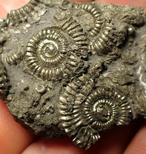 Load image into Gallery viewer, Full pyrite multi-ammonite fossil (57 mm)