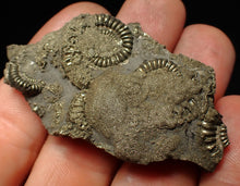Load image into Gallery viewer, Full pyrite multi-ammonite fossil (57 mm)
