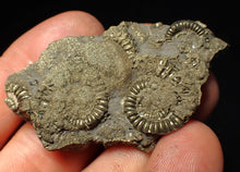 Load image into Gallery viewer, Full pyrite multi-ammonite fossil (57 mm)