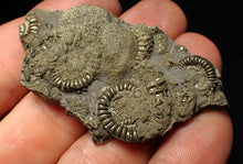 Load image into Gallery viewer, Full pyrite multi-ammonite fossil (57 mm)