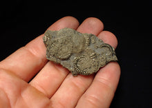 Load image into Gallery viewer, Full pyrite multi-ammonite fossil (57 mm)