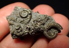 Load image into Gallery viewer, Full pyrite multi-ammonite fossil (35 mm)