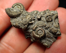 Load image into Gallery viewer, Full pyrite multi-ammonite fossil (35 mm)