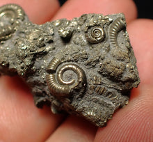 Load image into Gallery viewer, Full pyrite multi-ammonite fossil (35 mm)