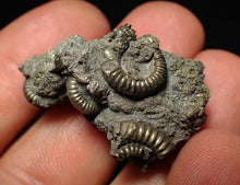 Load image into Gallery viewer, Full pyrite multi-ammonite fossil (35 mm)