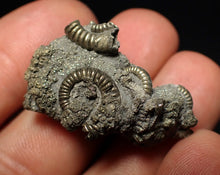 Load image into Gallery viewer, Full pyrite multi-ammonite fossil (35 mm)