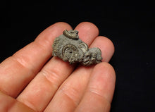 Load image into Gallery viewer, Full pyrite multi-ammonite fossil (35 mm)