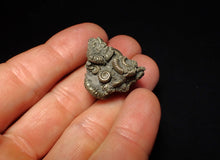 Load image into Gallery viewer, Full pyrite multi-ammonite fossil (27 mm)