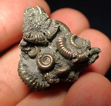 Load image into Gallery viewer, Full pyrite multi-ammonite fossil (27 mm)