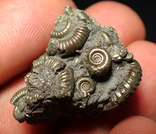 Load image into Gallery viewer, Full pyrite multi-ammonite fossil (27 mm)