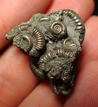 Load image into Gallery viewer, Full pyrite multi-ammonite fossil (27 mm)