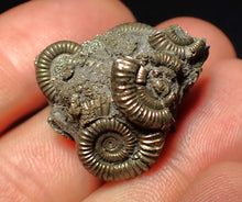 Load image into Gallery viewer, Full pyrite multi-ammonite fossil (27 mm)