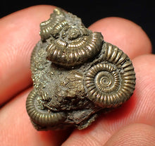 Load image into Gallery viewer, Full pyrite multi-ammonite fossil (27 mm)