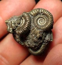 Load image into Gallery viewer, Full pyrite multi-ammonite fossil (27 mm)